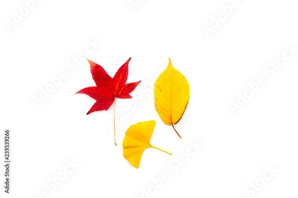 Obraz Herbstblätter auf weißem Hintergrund