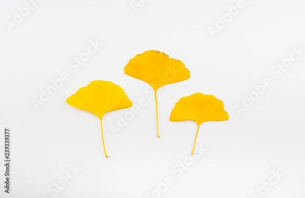 Fototapeta Drei gelbe Ginkgo Blätter auf weißem Hintergrund