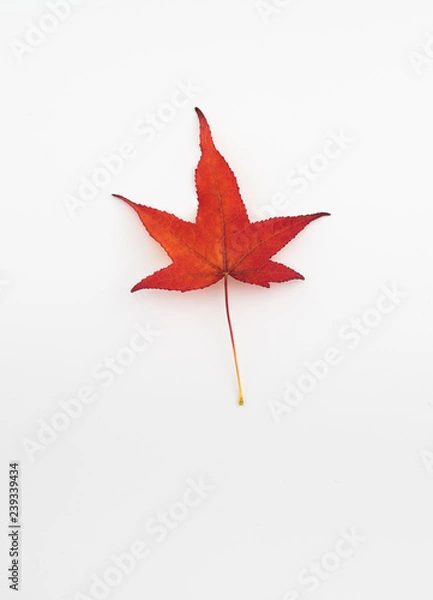 Obraz Rotes Ahornblatt