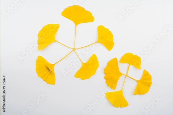 Fototapeta Komposition aus gelben Ginkgo Blättern auf weißem Hintergrund