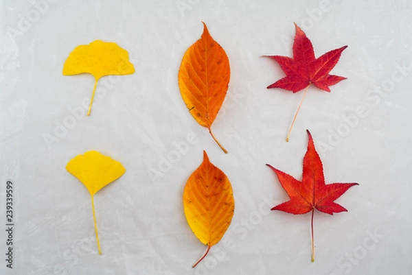 Obraz Herbstblätter auf grauem Beton Hintergrund symetrisch angeordnet