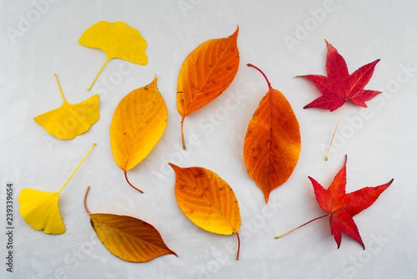 Fototapeta Herbstblätter auf grauem Beton Hintergrund