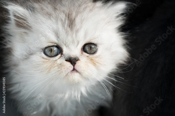 Obraz Weißes Kätzchen mit blauen Augen 