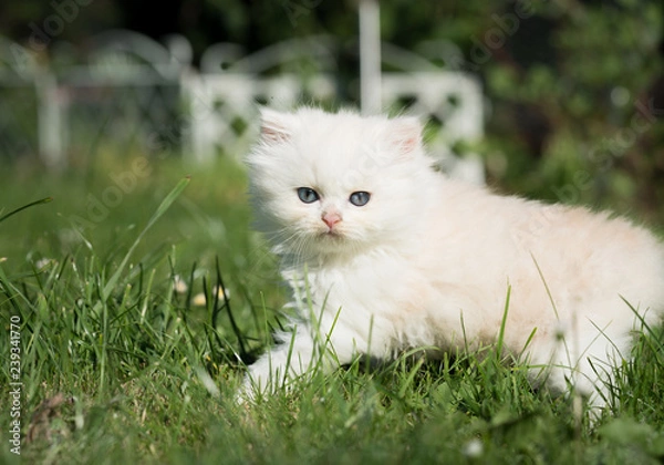 Obraz Biały kot na łące
