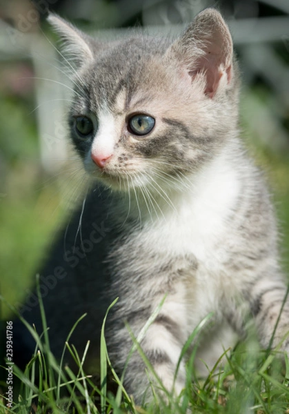 Obraz Grau Weiße Katze schaut nach links