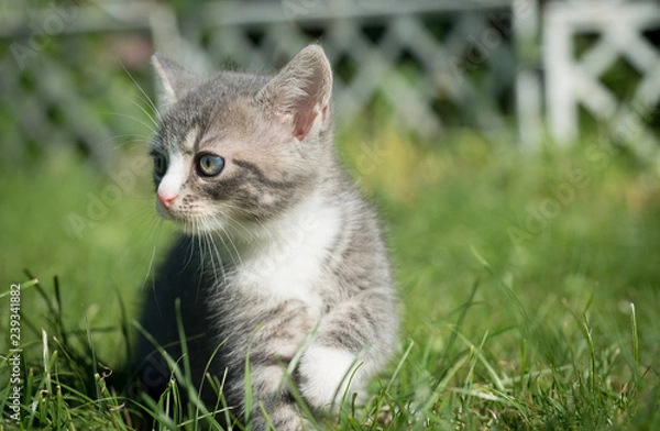 Fototapeta Grau Weiße Katze schaut nach links