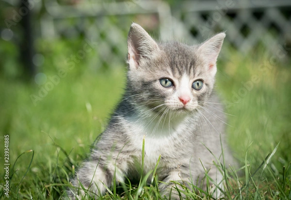 Obraz Grau Weiße Katze spielt im Garten
