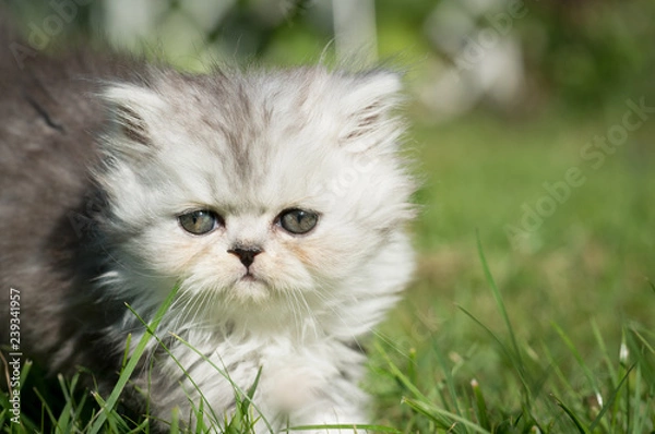 Obraz Kätzchen entspannt sich auf Wiese