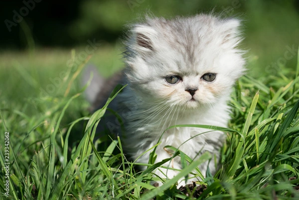 Obraz Katze auf Wiese