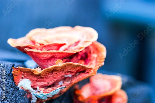 Obraz Macro close up shot of a orange colored mushroom with a blue blurry background