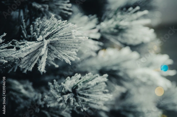 Fototapeta Pine branches closeup covered with snow at blurred background. Concept of winter season. Natural beauty.