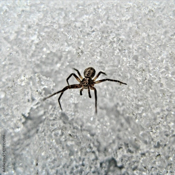 Fototapeta Tiny spider walking on ice macro