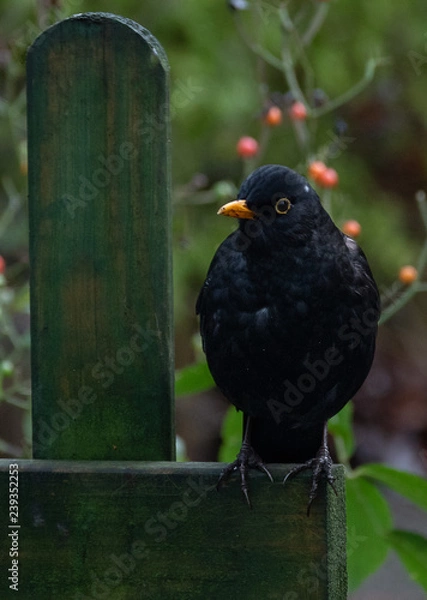 Fototapeta blackbird