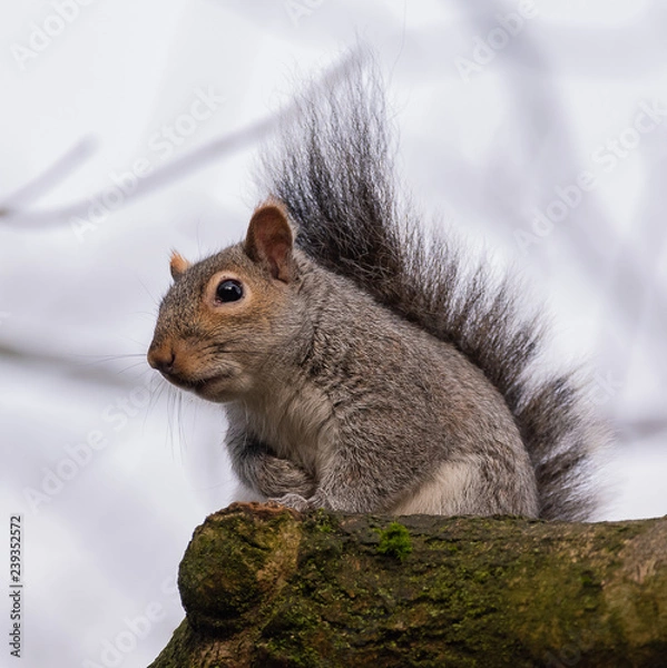 Fototapeta grey squirrel