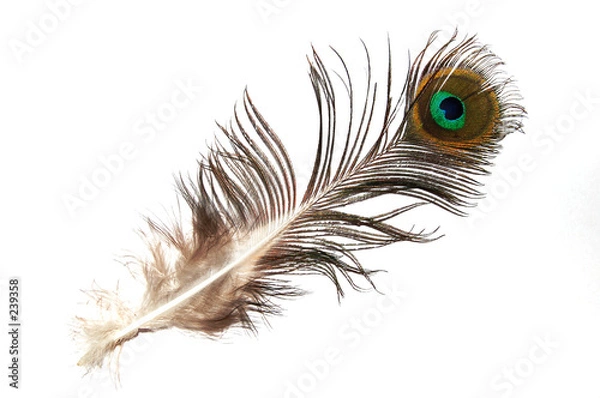Fototapeta plume de paon