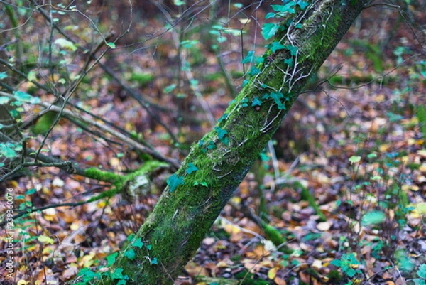 Obraz Moss on English tree trunk