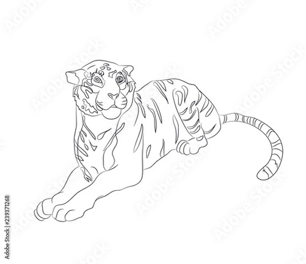 Fototapeta vector illustration of a tiger that lies, drawing by lines, vector