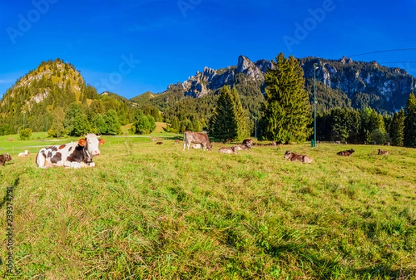 Obraz Farm in Schwangau - Bavaria - Germany