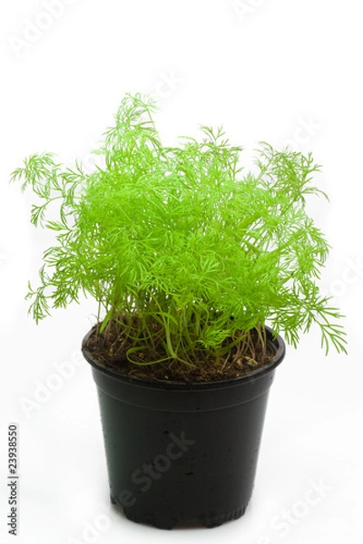 Obraz Koper w garnku