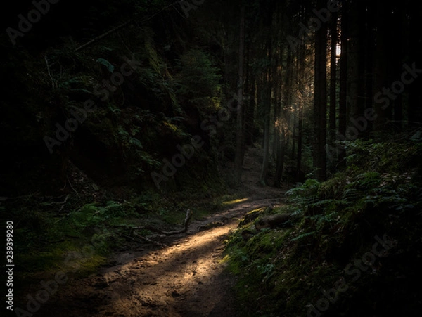 Fototapeta Czech forest