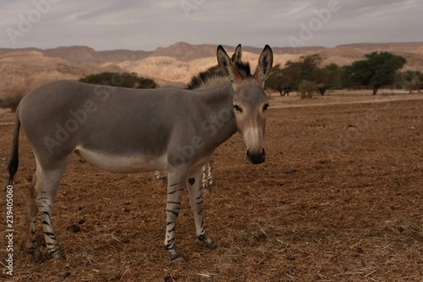 Obraz Grey wild donkey looking at you
