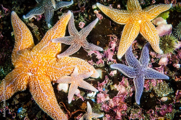 Fototapeta Common starfish underwater in the Gulf of St. Lawrence.