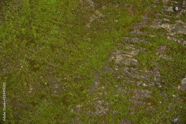 Obraz green moss wall
