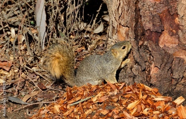 Fototapeta Squirrel on a tree.