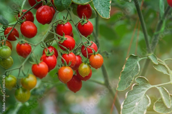 Fototapeta Ripe red tomatoes and colorful variety, hanging on the vine of a tomato tree in the garden.