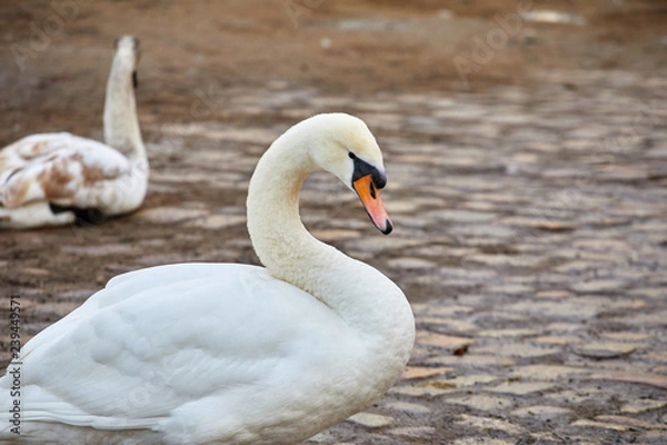 Fototapeta White swan on a pond in the city