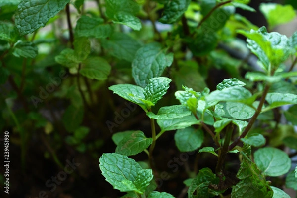 Fototapeta Kitchen mint growing on soil.