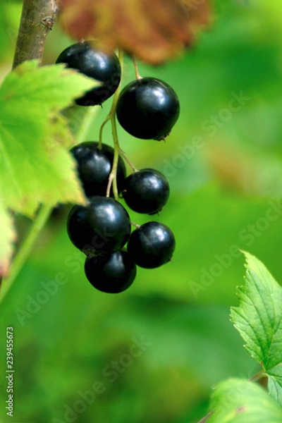 Fototapeta Currant.