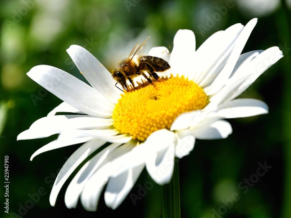 Fototapeta little bee