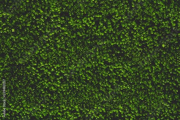 Fototapeta Artificial green leaves for background.