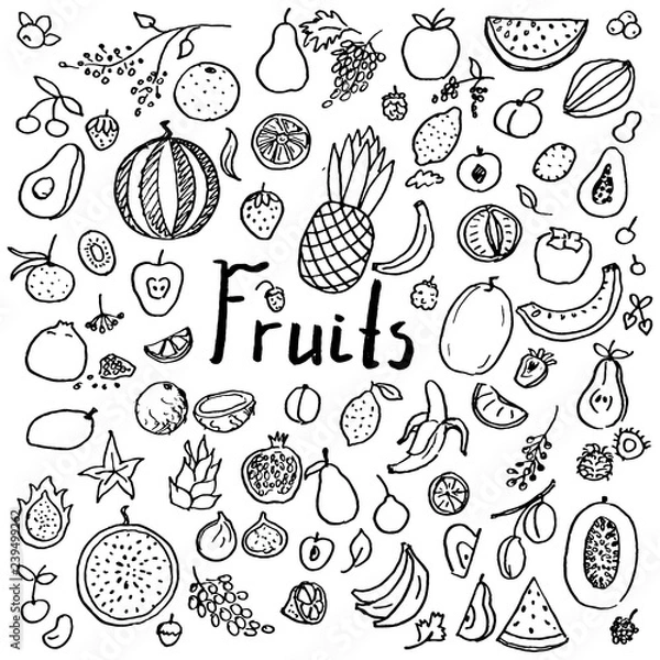 Fototapeta Set of hand drawn doodle fruits. Fresh and tasty food. Collection of design elements