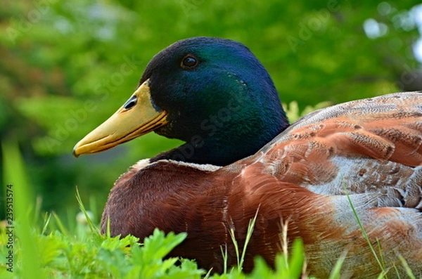 Obraz カモの横顔