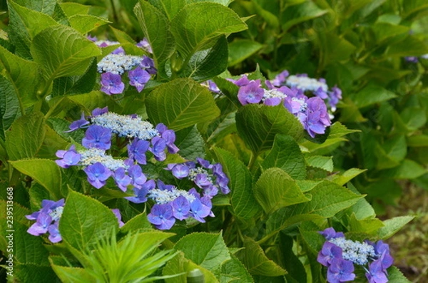 Obraz 紫陽花