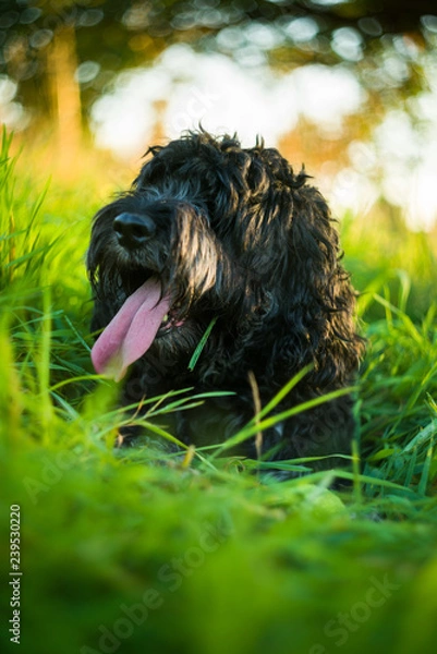 Fototapeta Black Cockapoo resting with tongue out in tall green grass in late afternoon Summer light
