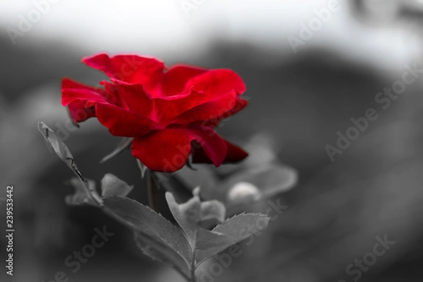 Fototapeta isolate red rose in black and white background