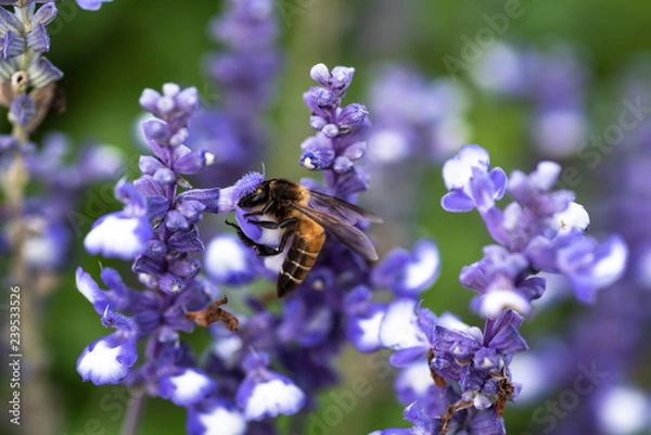 Obraz bee on blue salvia