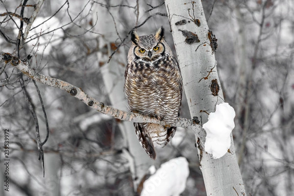 Obraz great horned owl on tree