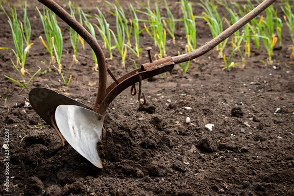 Fototapeta Hand plow on the field. Plowing the ground before sowing. Close-up.