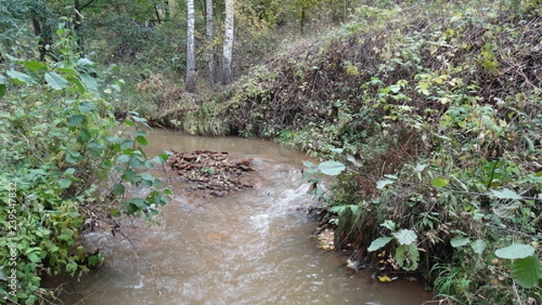 Obraz river in the forest