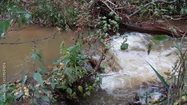 Obraz stream in the forest