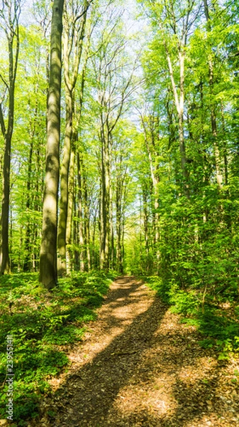 Fototapeta path in forest
