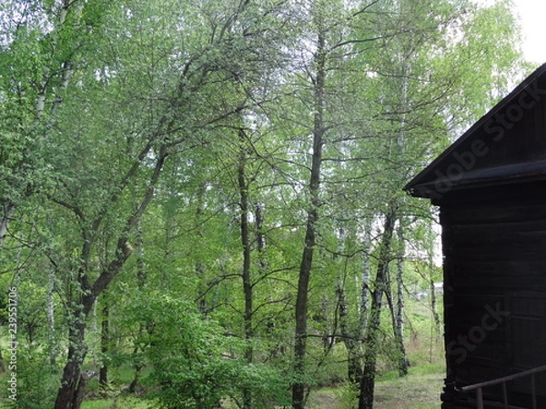 Obraz trees in the forest