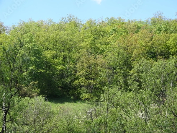 Obraz trees in the forest