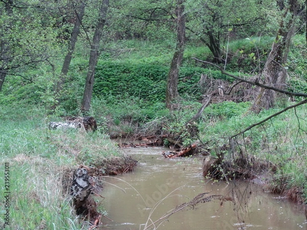 Obraz stream in forest