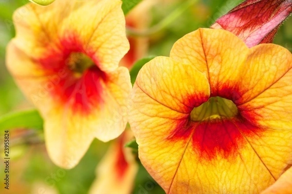 Obraz Beautiful orange flowers