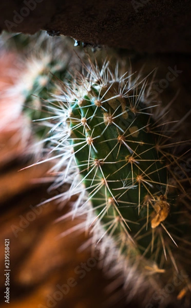 Obraz Close-up of small cactus growing beneath sandstone, Southern utah desert